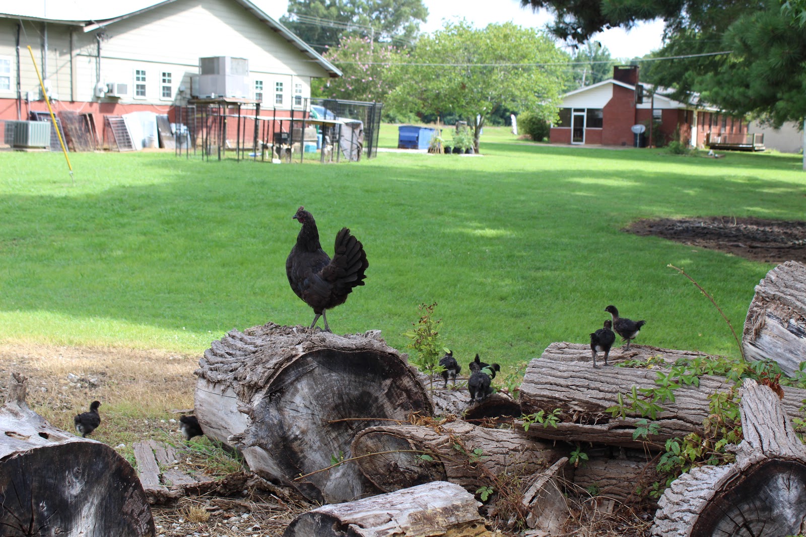 The Clinic Chicken Flock