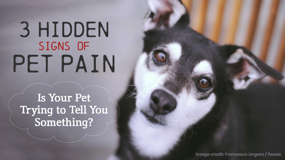 3 Hidden Signs of Pet Pain – Is Your Pet Trying to Tell You Something?