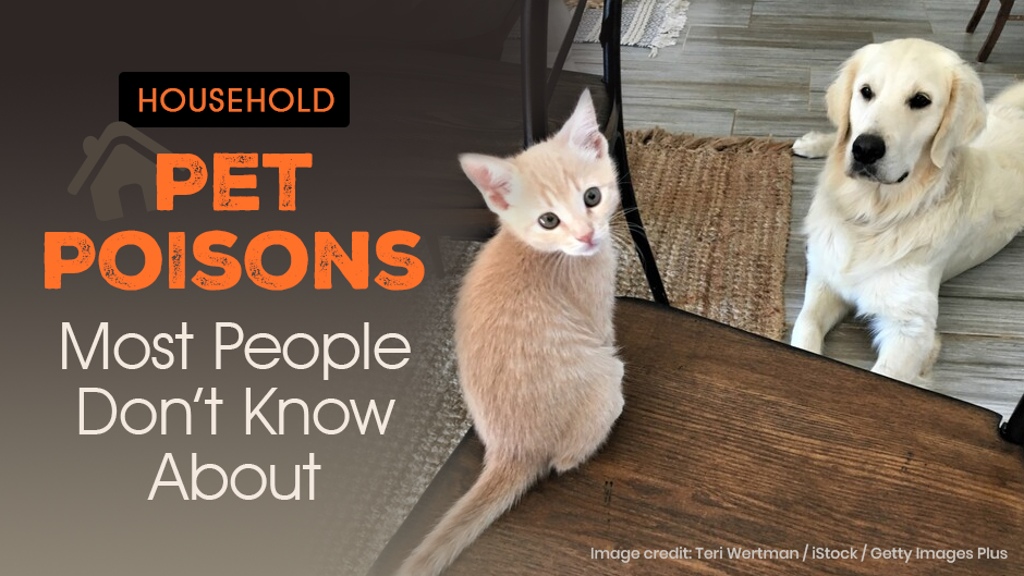 Household Pet Poisons Most People Don’t Know About