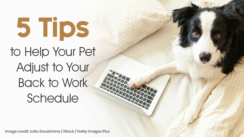 5 Tips to Help Your Pet Adjust to Your Back to Work Schedule