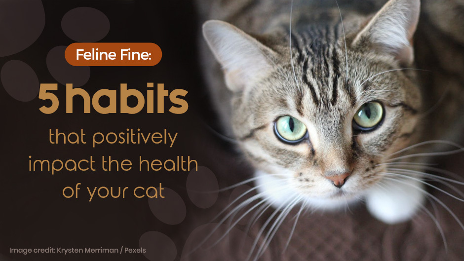 Feline Fine – 5 habits that positively impact the health of your cat