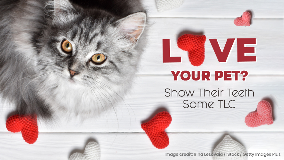 Love Your Pet?  Show Their Teeth Some TLC