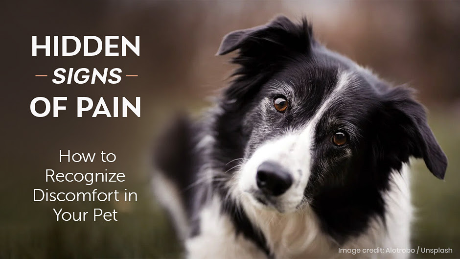 Hidden Signs of Pain: How to Recognize Discomfort in Your Pet